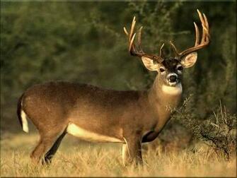 The American Cowboy Chronicles California Deer Population Decline