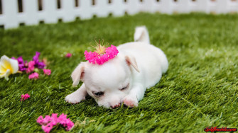 Cute Puppy Wallpaper For Desktop