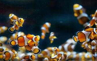 Aquarium Fish Clowns HD Photography New Wallpaper