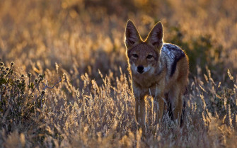 Coyote Wallpaper HD For Mobile