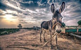 Donkey Wallpaper HDq Image Collection For