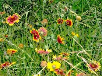 Desktop Wallpaper Yellow Flowers With Red Centers