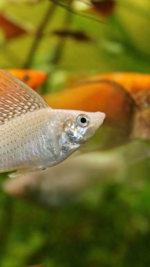 Wallpaper Mollienesia 5k 4k 8k Fish Aquarium Water