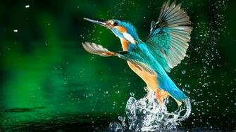Naturall Cute Birds HD Wallpaper Desktop