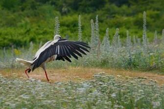 Landing White Stork Background High Quality Background