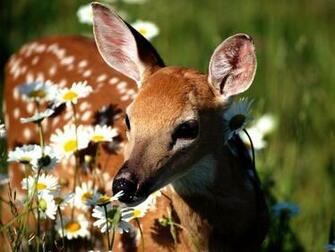 Deer Wallpaper For Computer Pictures Desktop