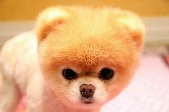 Boo Dog Wallpaper For Desktop