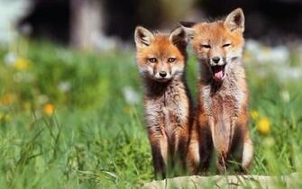 Fox Computer Wallpaper Desktop Background Id