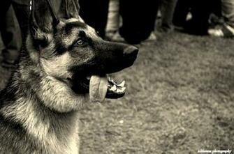 German Shepherd Wallpaper