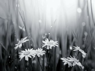 Imagini Alb Si Negru HD Black And White Flowers Wallpapere Org