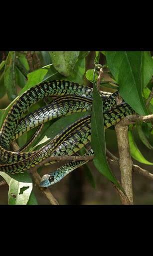 Snake Sounds Live Wallpaper Is A New Animated Application In Theme