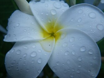 Hawaiian Flowers Plumeria Simplistic Thoughts