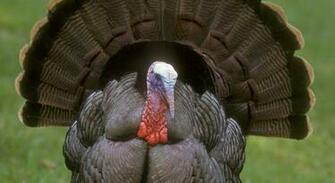 Turkey Bird HD Wallpaper