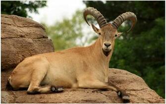 Mountain Goat Horny HD Wallpaper 9HD