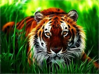 Tiger Wallpaper And Desktop Here In HD Quality Find