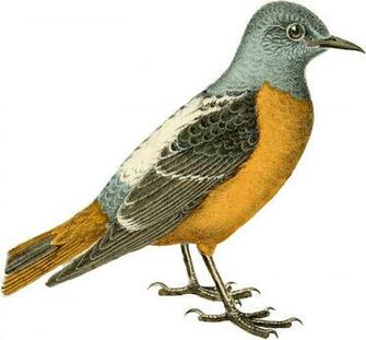 Vintage Bird Image Great Colors The Graphics Fairy