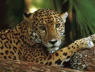 Cheetah Wallpaper You Are Ing The Other Named It