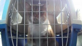 Brandywine Valley Spca Takes In Cats After Hurricane Michael