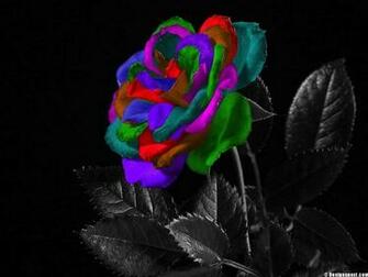 Rainbow Roses Wallpaper HD
