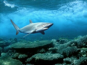 Shark Unique HD Wallpaper