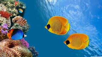 Desktop Aquarium 4k HD Wallpaper For Ultra Tv