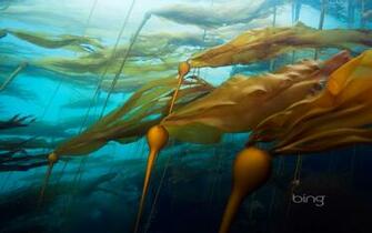 Bing Wallpaper Daily