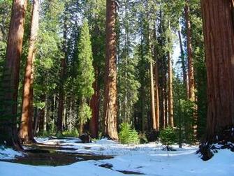Sequoia National Park Wallpaper HD
