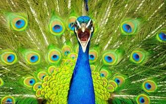 Peacock Wallpaper Animal