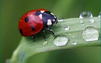Ladybug High Quality And Resolution Wallpaper On