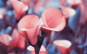 Calla Lily Wallpaper Net