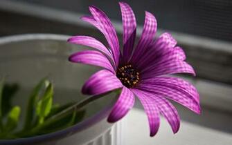 Cool Flower Desktop Wallpaper Top