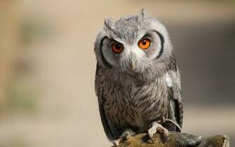 Wallpaper Owl Bird Predator Ultra HD 4k
