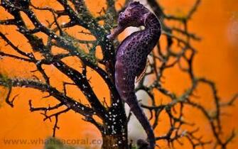What Is A Coral Wallpaper Hippocampus Reidi En Longsnout