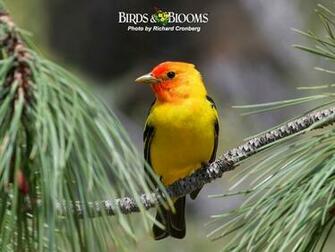 Birds And Blooms Wallpaper Pictures