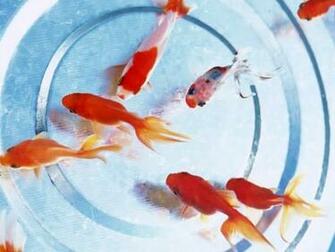 Goldfish Screensaver Screensavers