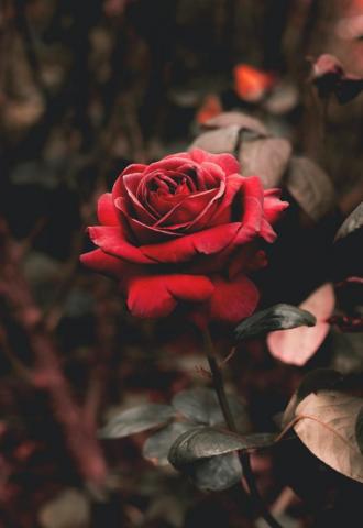 Rose Wallpaper HD Hq