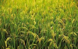 Beautiful Nature Wallpaper For Background Plant