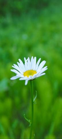 Grass Flower Wallpaper
