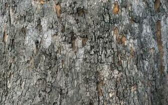 Tree Bark Texture Wallpaper Photos Pictures