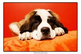 St Bernard Puppy Wallpaper X
