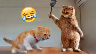 Cat Meme Picture Wallpaper