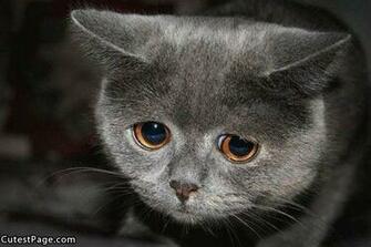 Kitty Is So Sad All Cute Pictures