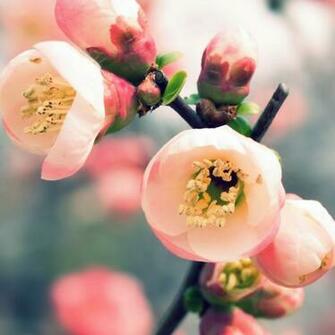 Spring iPad Wallpaper iPhone
