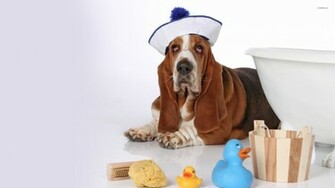 Basset Hound Wallpaper Animal