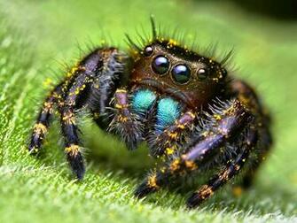 Spider Wallpaper