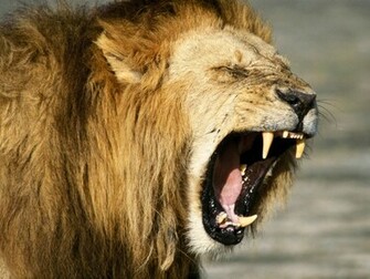 The Best Top Desktop Lion Wallpaper HD Jpg