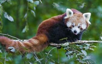 Cute Red Panda Wallpaper