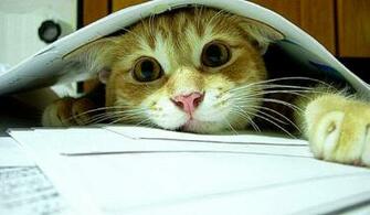 Cats Playful Cat Play Hide HD Wallpaper Hq Desktop