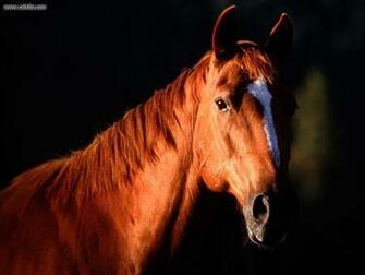 Quarter Horse Wallpaper