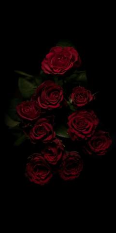 iPhone Wallpaper Garden Roses Red Rose Flower